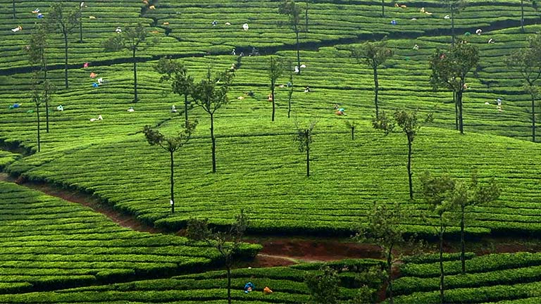 Kumily Plantation Town Thekkady